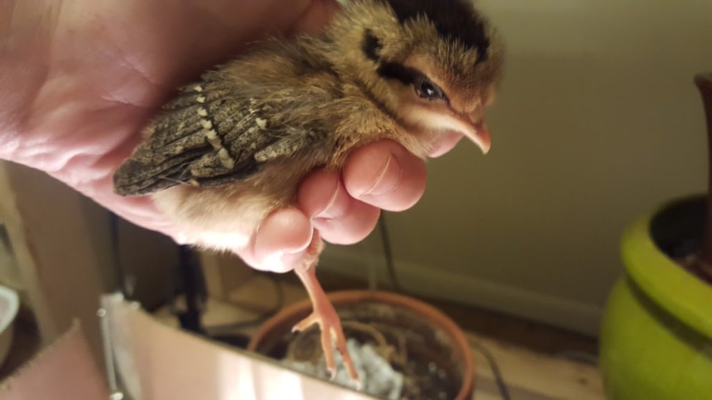 Imperator Furiosa chick